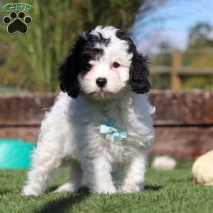 Max, Cavapoo Puppy